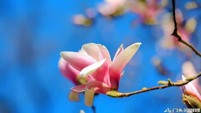 赏花门头沟，潭柘寺景区玉兰花竞相开放