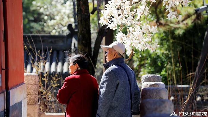 赏花门头沟，潭柘寺景区玉兰花竞相开放