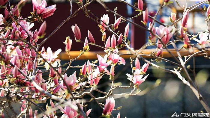 赏花门头沟，潭柘寺景区玉兰花竞相开放