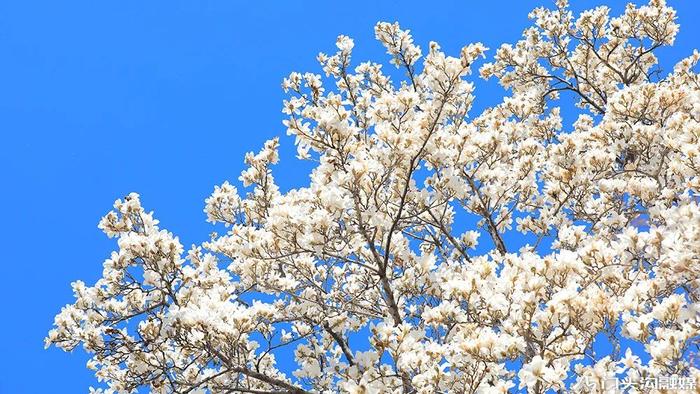 赏花门头沟，潭柘寺景区玉兰花竞相开放