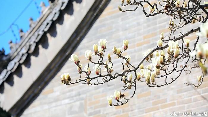 赏花门头沟，潭柘寺景区玉兰花竞相开放