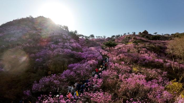 青岛西海岸新区：珠山深处杜鹃红