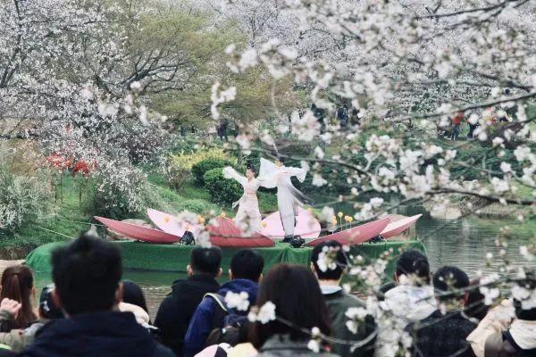 明天最后一天！武汉东湖樱花园4月6日闭园