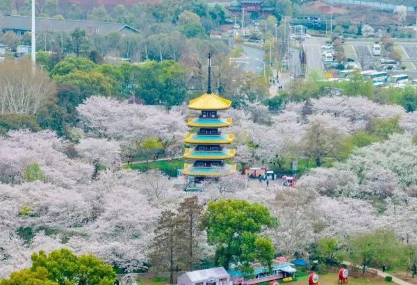 明天最后一天！武汉东湖樱花园4月6日闭园