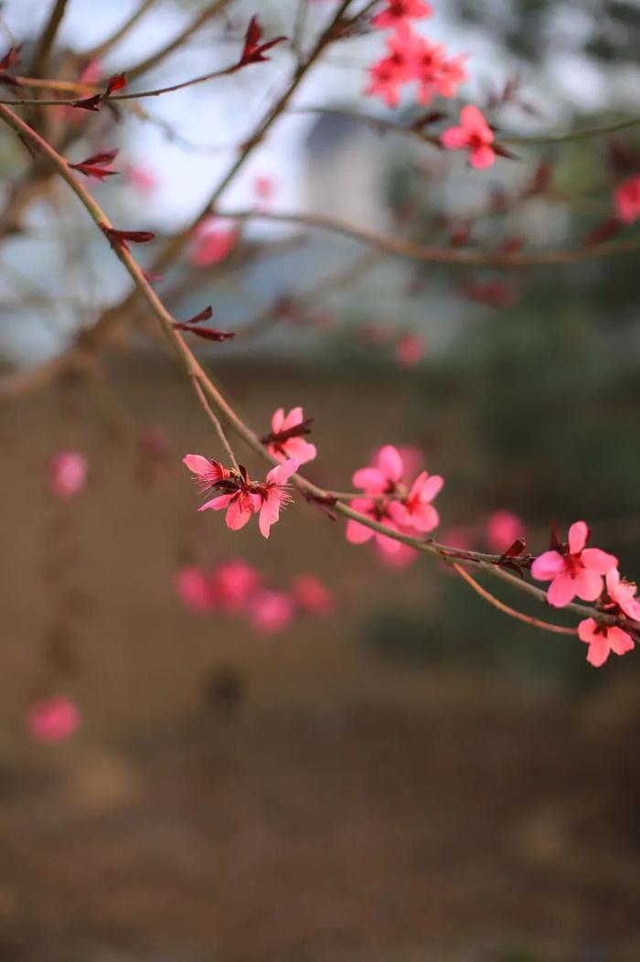 春日图鉴｜诗中的春日色彩 丰台区王佐尽览！