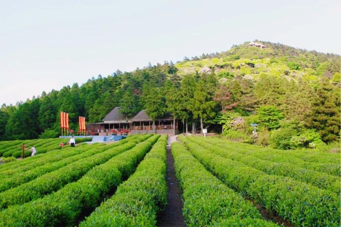 景美茶香！拿好这份浙江茶园地图，觅春去~