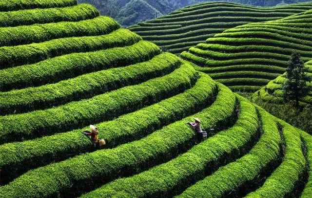 景美茶香！拿好这份浙江茶园地图，觅春去~