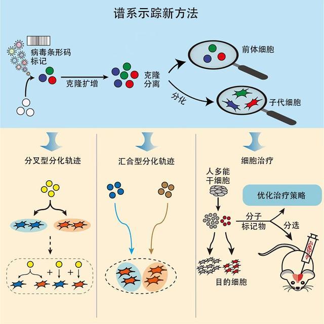 干细胞治疗帕金森病迎来新希望，相关临床研究在瑞金医院启动