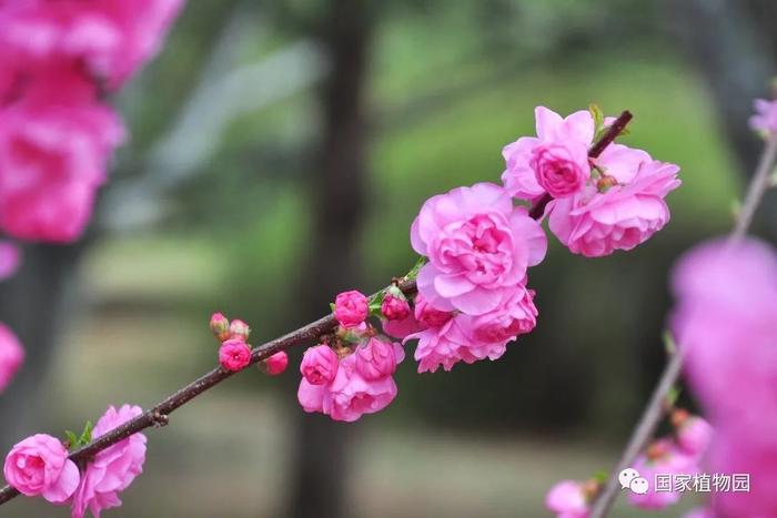 榆叶梅与桃花真假难辨？快来查看这个简单实用的小方法