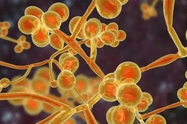 致命真菌在医院暴发，气候变化会使《最后生还者》成现实吗？