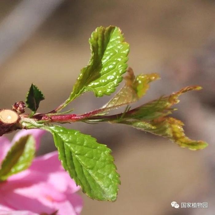 榆叶梅与桃花真假难辨？快来查看这个简单实用的小方法