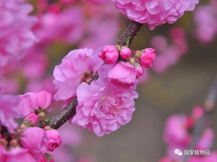 榆叶梅与桃花真假难辨？快来查看这个简单实用的小方法