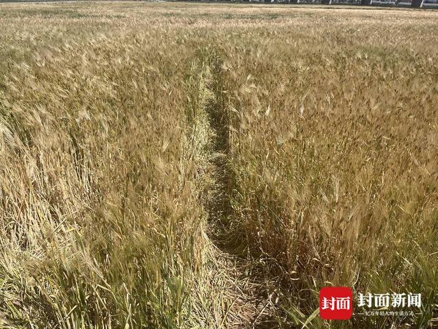 四川西昌一麦田变身网红打卡地后 即将成熟的麦子被游客踩踏，当地呼吁“脚下留情”