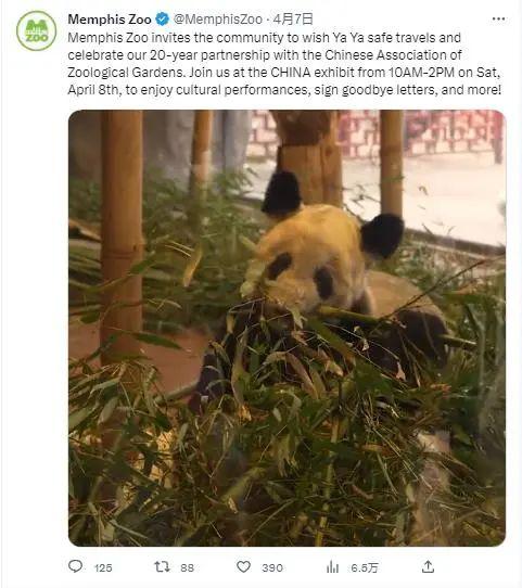 孟菲斯动物园在社交媒体账号上宣布当地时间4月8日为“丫丫”举办送别派对。图片来源:孟菲斯动物园社交媒体账号截图