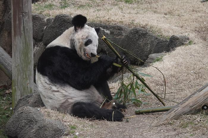 早安·世界｜美国孟菲斯动物园为大熊猫丫丫举行送别活动