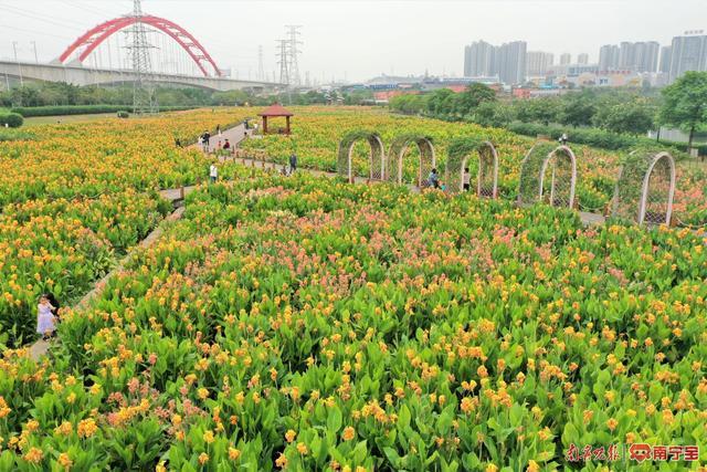 南宁那考河湿地公园百亩美人蕉竞相开放，赶紧来打卡！