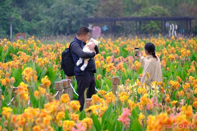 南宁那考河湿地公园百亩美人蕉竞相开放，赶紧来打卡！