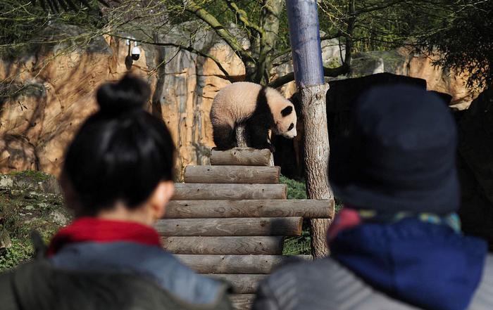 图说｜租期延长，大熊猫“欢欢”和“圆仔”一家子的旅法时光