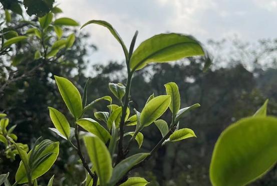 雨后百谷生，前门春色长