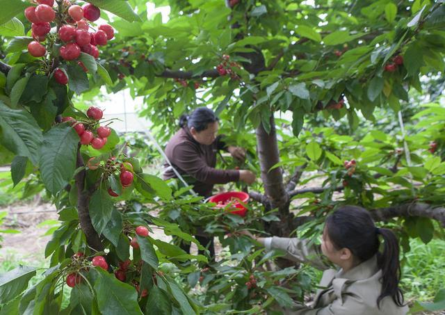 图话丨万荣：大棚樱桃开园，热销促进增收