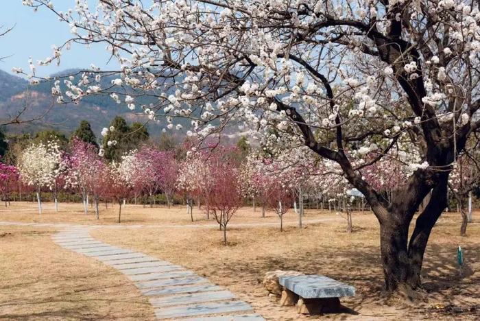 西山森林公园有片粉色花海→