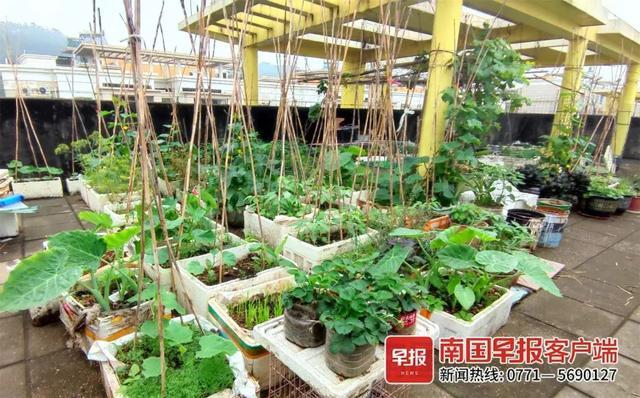 恼火！种花养鸡堆杂物，一居民楼楼顶被占用成“私家花园”