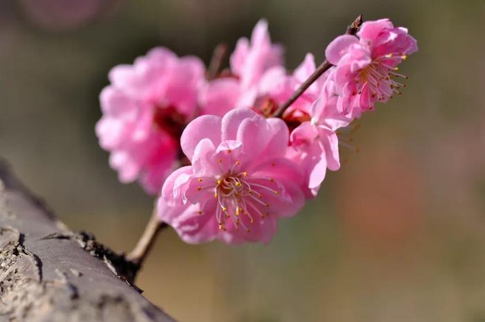 西山森林公园有片粉色花海→