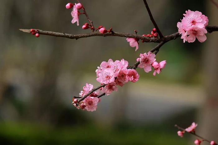 西山森林公园有片粉色花海→