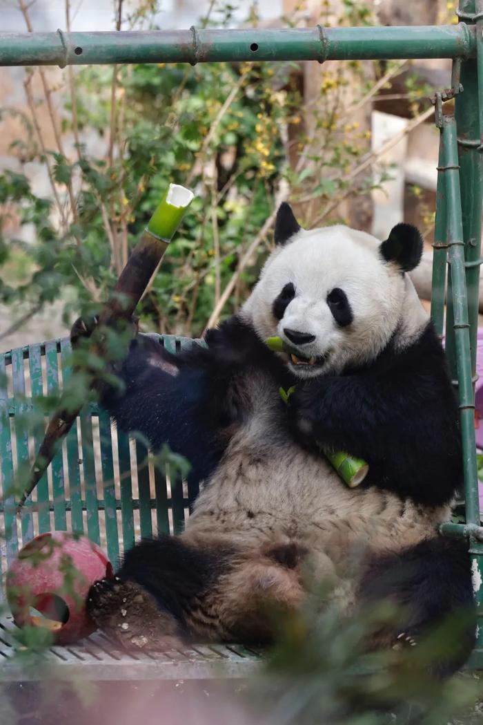 又萌又猛的大熊猫萌兰：多少人看，也不耽误吃饭