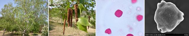 桦树花粉脱敏对多种树木花粉过敏有益