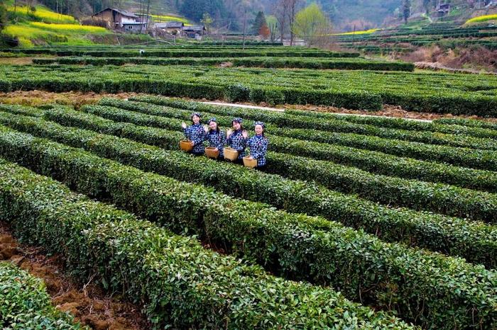 陕西20条茶旅融合精品景点线路推介发布