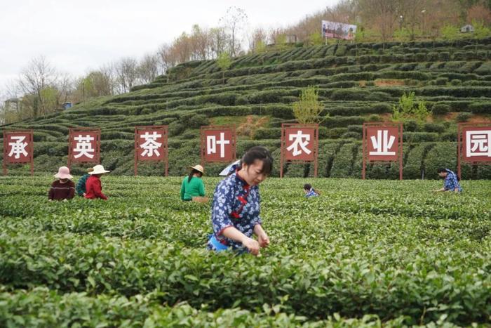 陕西20条茶旅融合精品景点线路推介发布