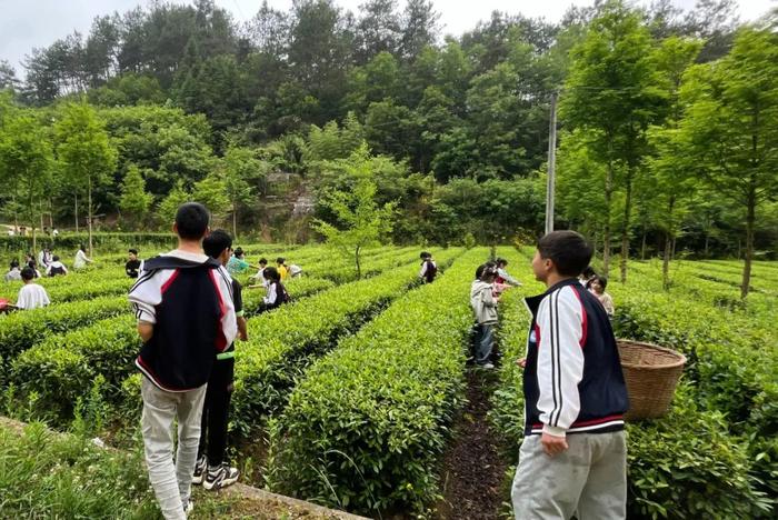 陕西20条茶旅融合精品景点线路推介发布