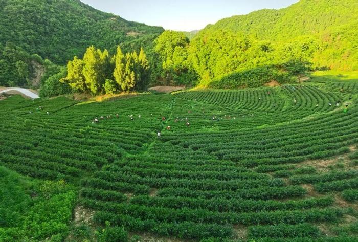 陕西20条茶旅融合精品景点线路推介发布