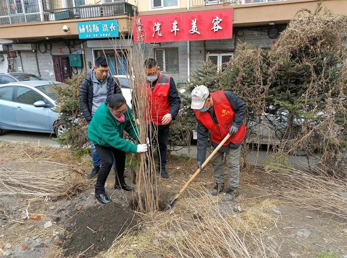 种下“带香味的名片”｜100株丁香树“住”进道外区北环俊景小区