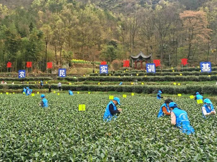 陕西20条茶旅融合精品景点线路推介发布