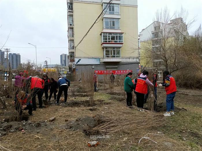 种下“带香味的名片”｜100株丁香树“住”进道外区北环俊景小区