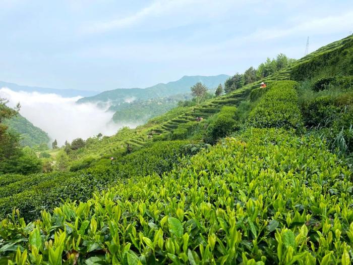 陕西20条茶旅融合精品景点线路推介发布