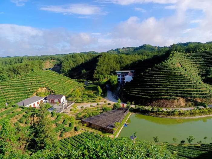 陕西20条茶旅融合精品景点线路推介发布