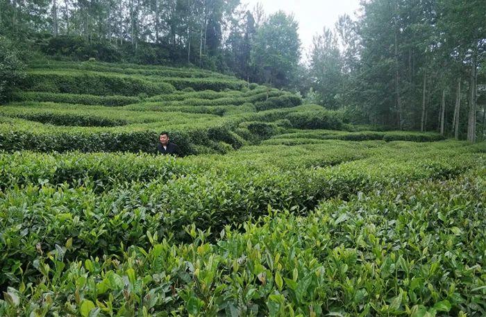 陕西20条茶旅融合精品景点线路推介发布