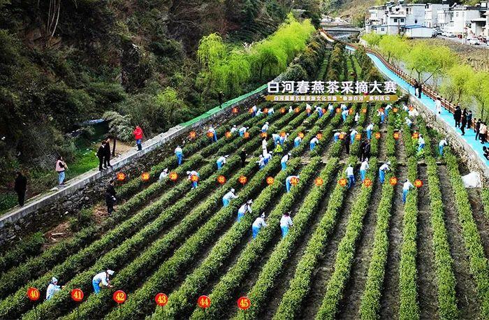 陕西20条茶旅融合精品景点线路推介发布