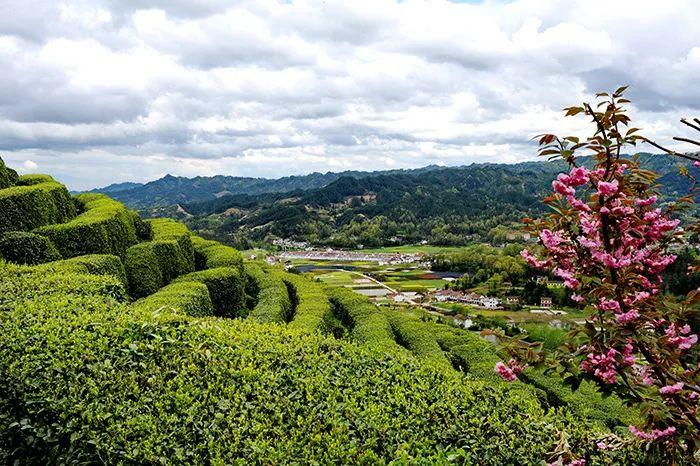 陕西20条茶旅融合精品景点线路推介发布