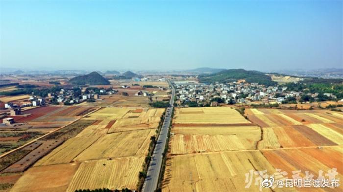 师宗：科技“显身手” 夏粮获丰收