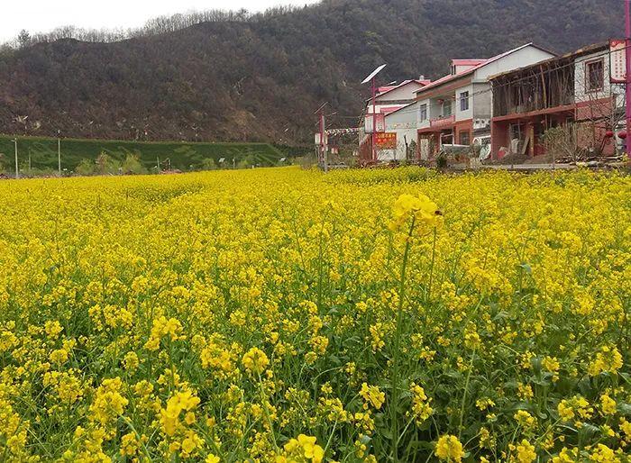 陕西20条茶旅融合精品景点线路推介发布