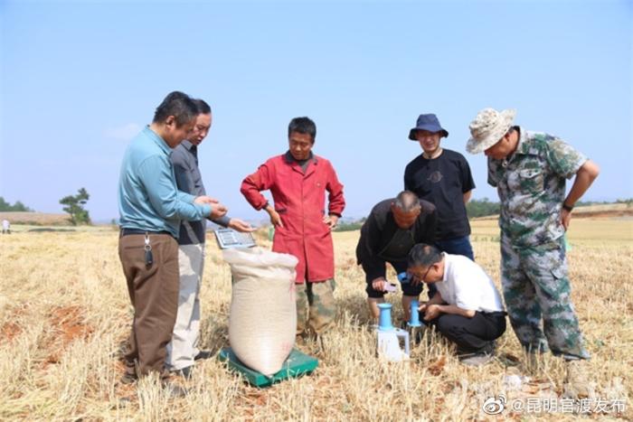 师宗：科技“显身手” 夏粮获丰收