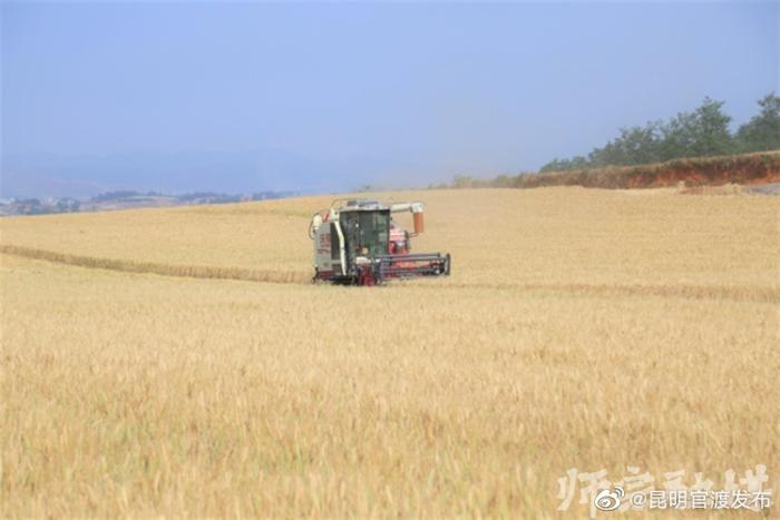 师宗：科技“显身手” 夏粮获丰收