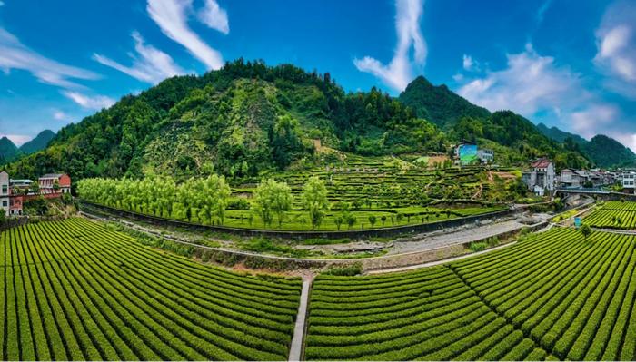 陕西20条茶旅融合精品景点线路推介发布