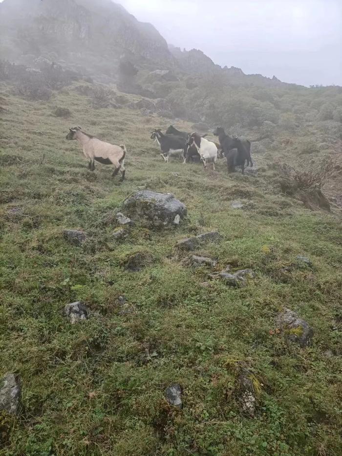 【吃堂】不用跋山涉水，昆明市区里就有好吃的烤全羊！