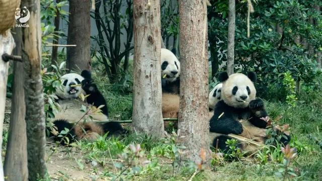 成都大熊猫繁育研究基地：避开人群就从西门进！观熊记得预约