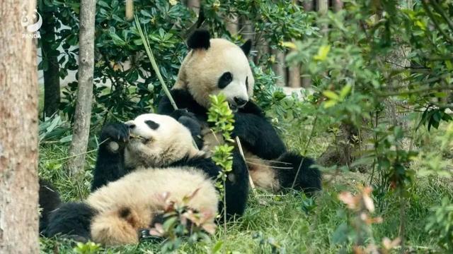 成都大熊猫繁育研究基地：避开人群就从西门进！观熊记得预约